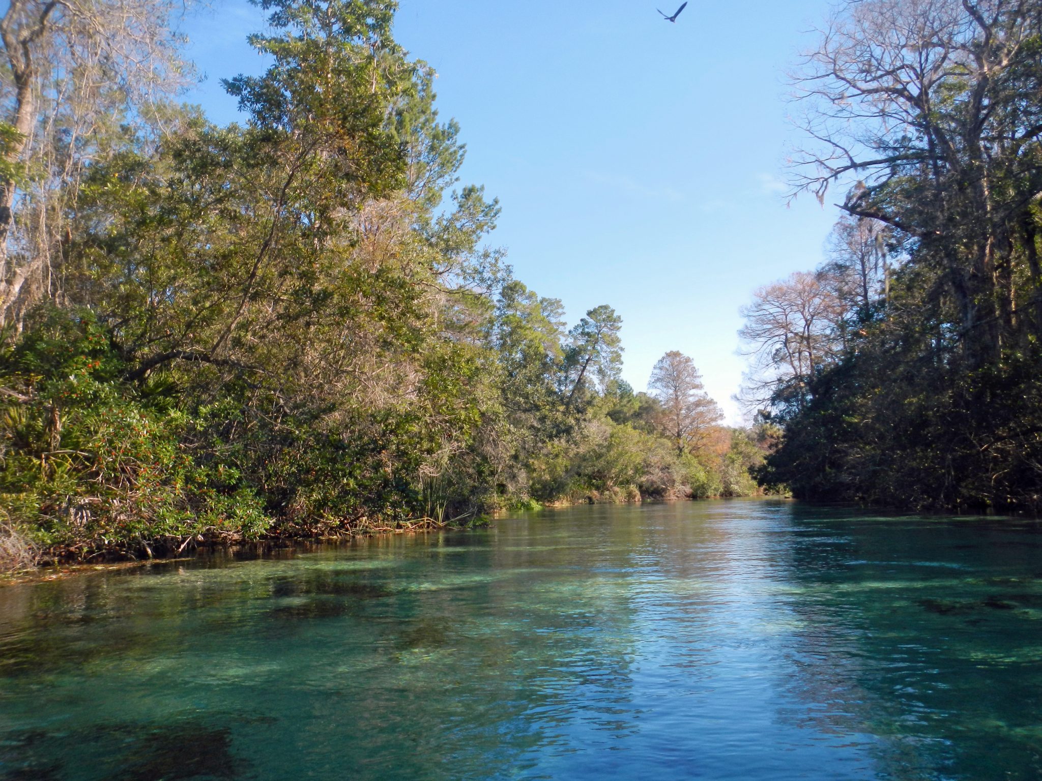 Mermaids Of Weeki Wachee Springs