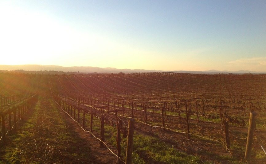 Paso Robles: Take A Crash Course In Wine!