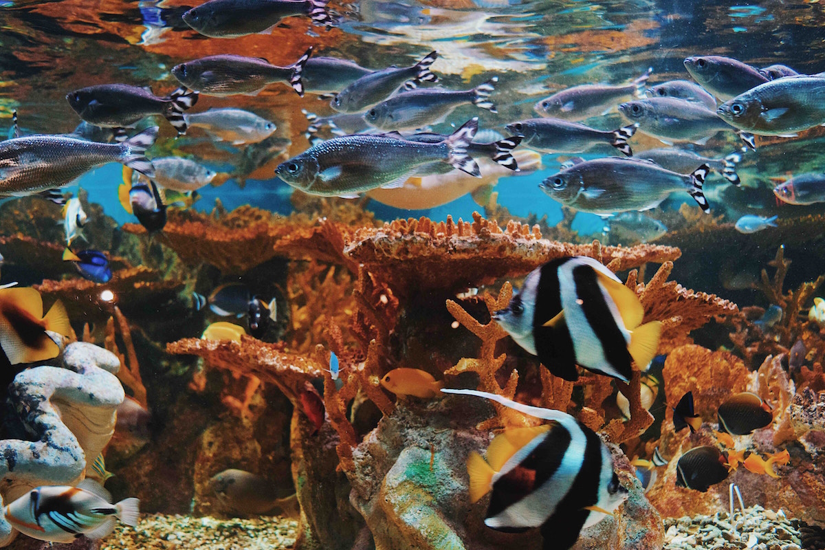 Aquatic Adventures: Monterey Bay Aquarium