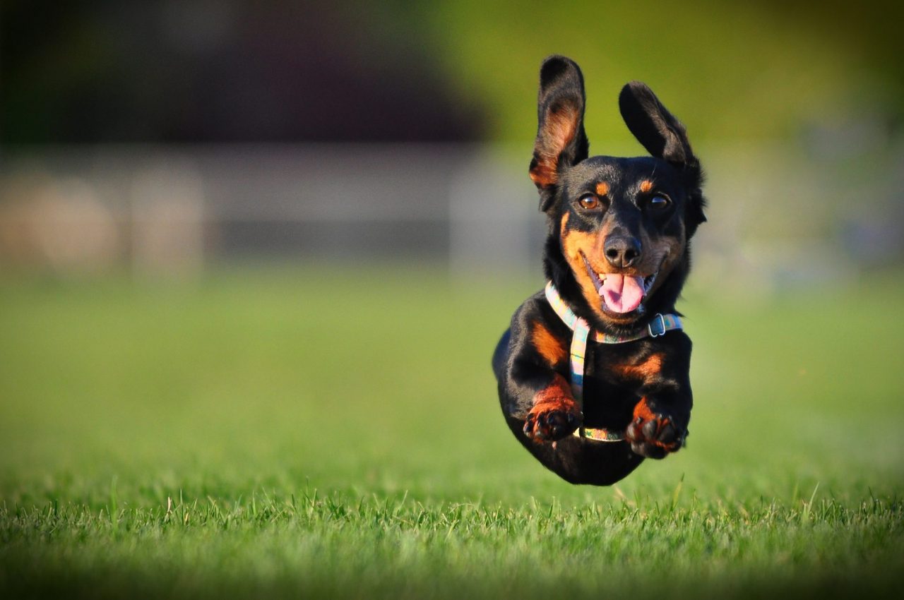 Best Pet-Friendly Cities