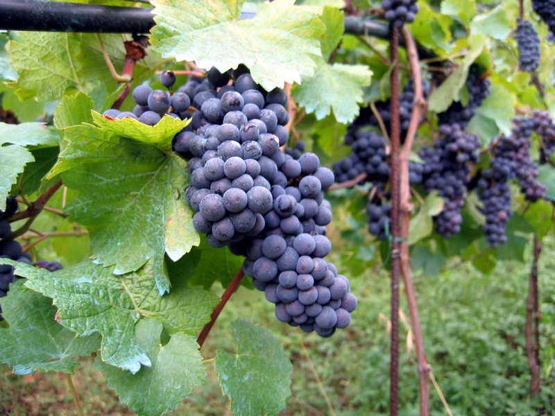 Fall Creek Vineyards