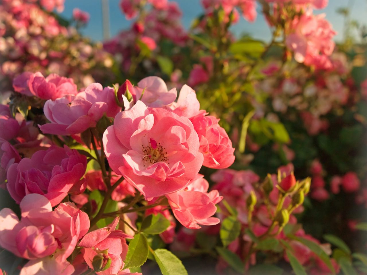 5 Ways To Enjoy Spring Before Summer Gets Here