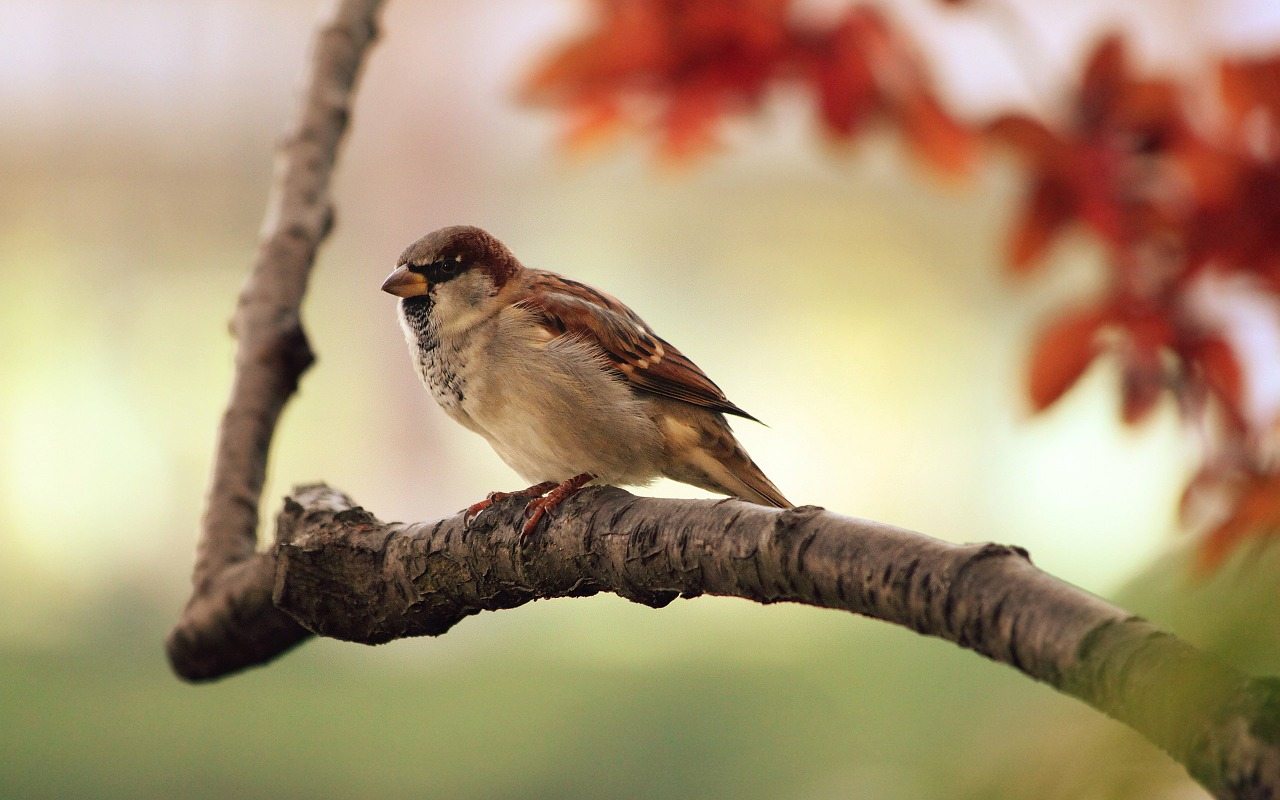 Visit the Audubon Society: Not Just For Birds