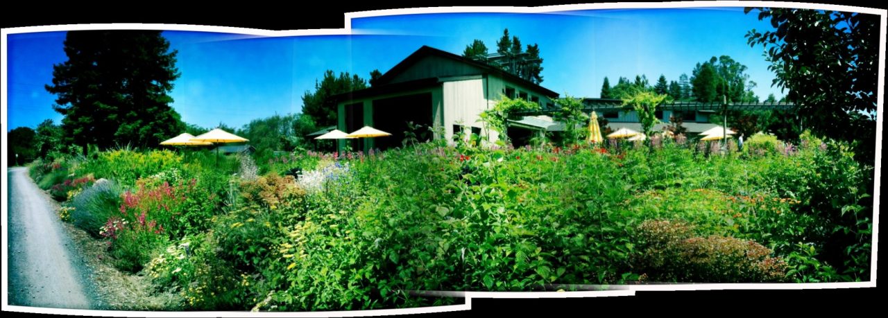 Lynmar Estate: A Day of Wisdom and Wine