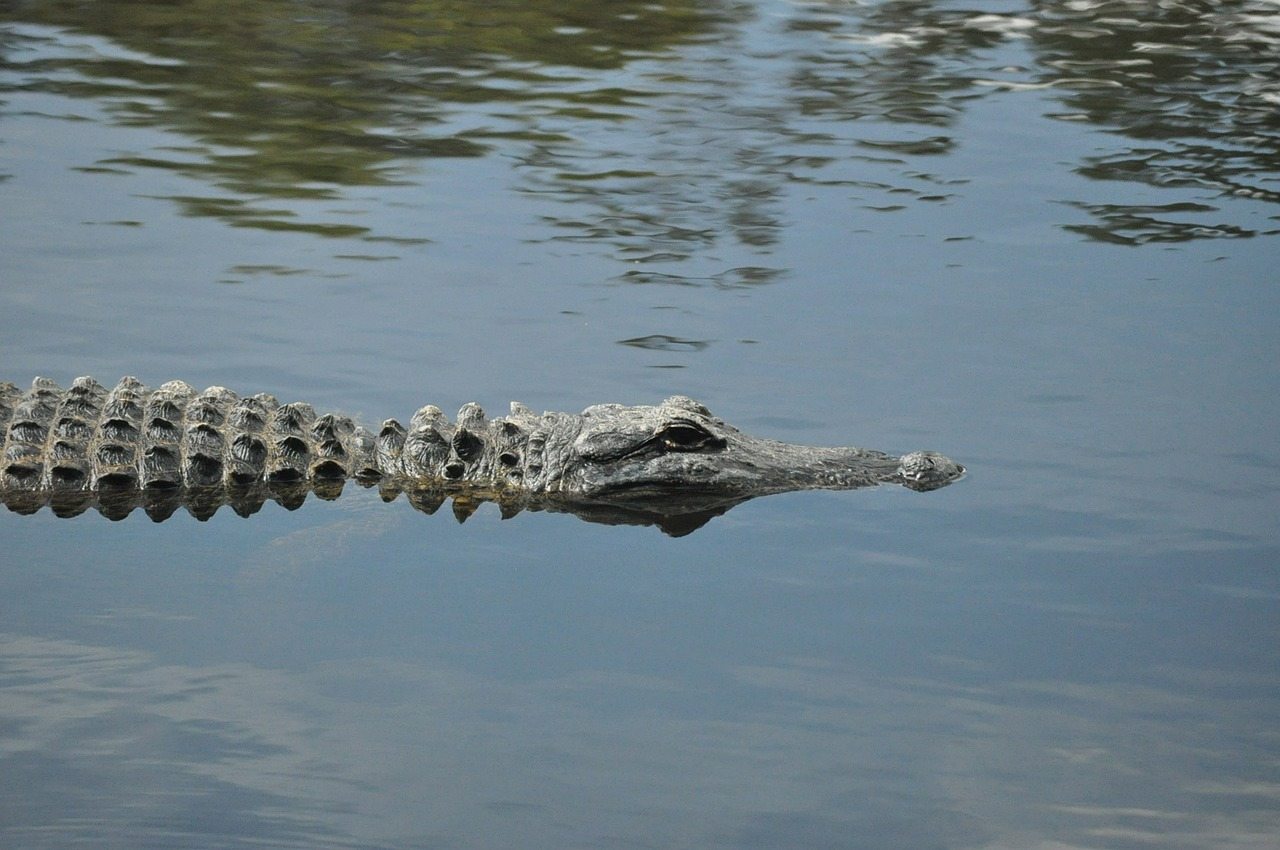 Explore the Gulf Coast: Beaches, Gators and Gumbo
