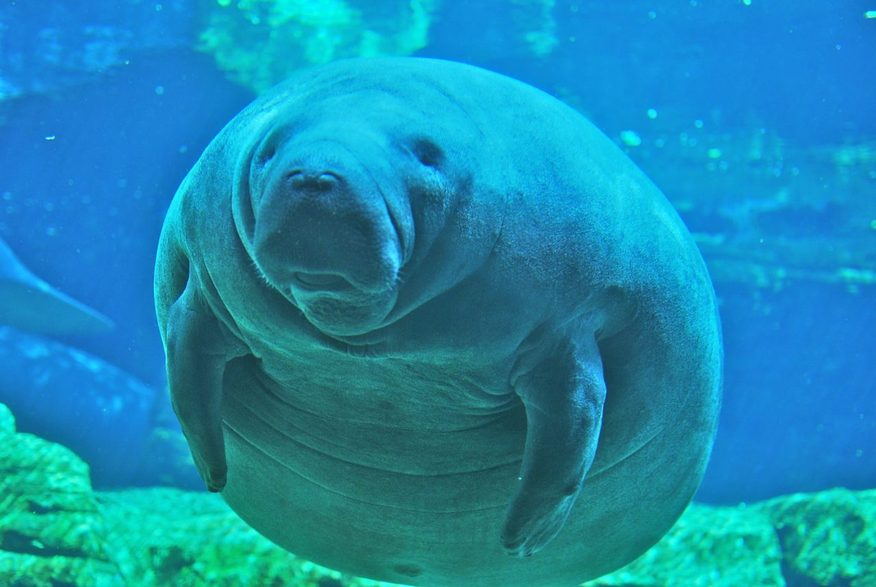 See Florida Manatees at Blue Spring State Park