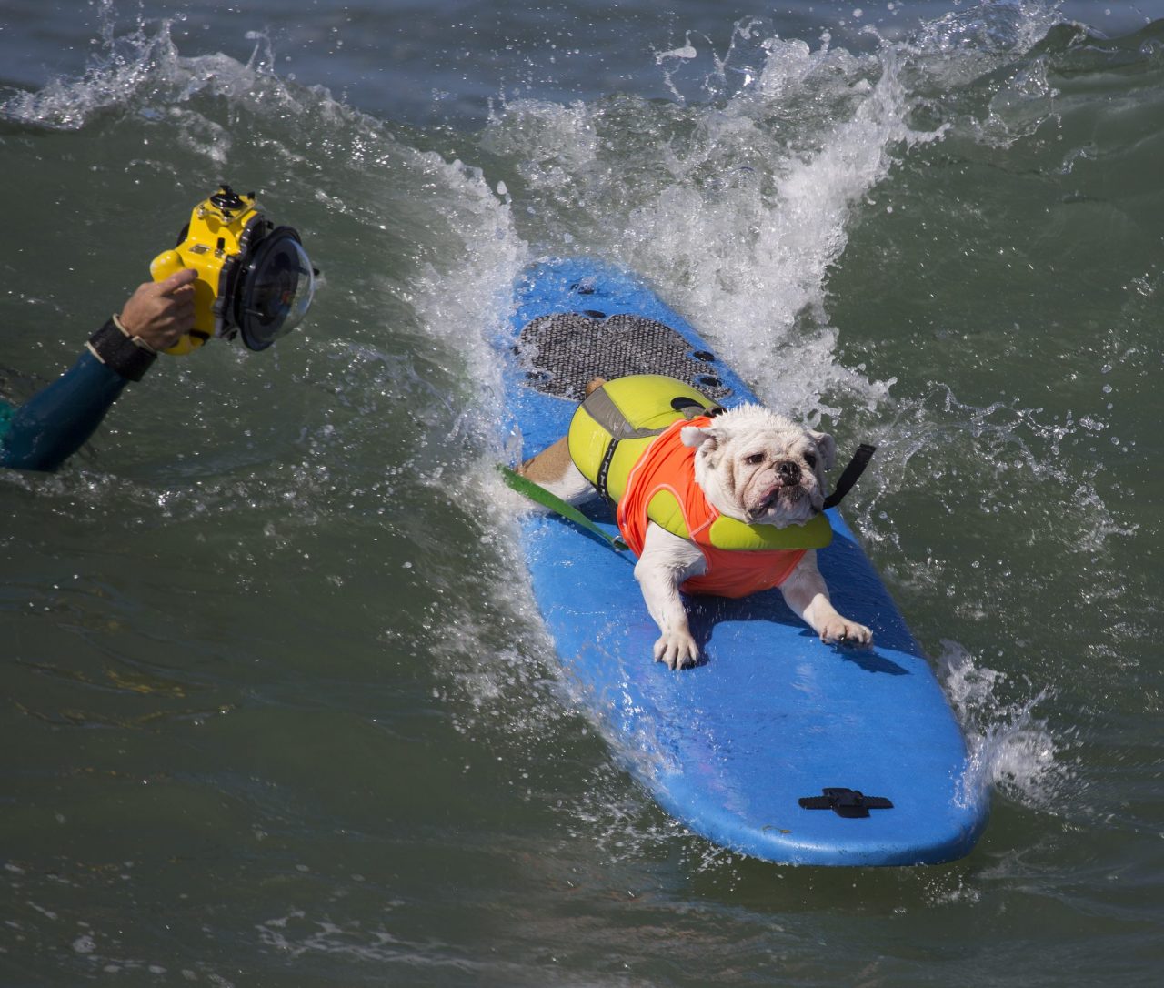 Top 10 Dog-Friendly Beaches