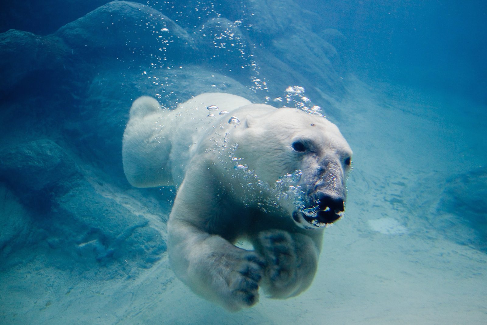 Iconic American Wildlife