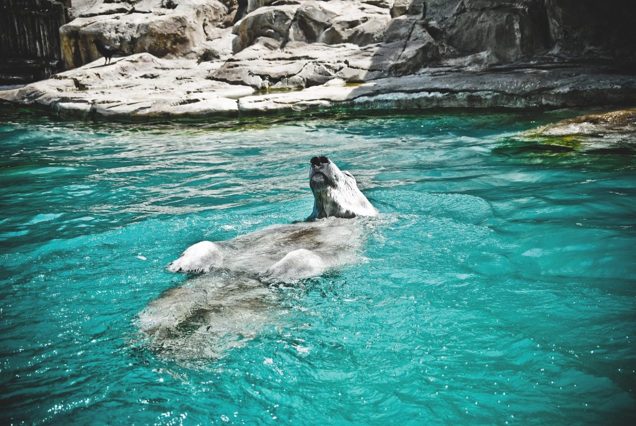 Zoos With Polar Bears