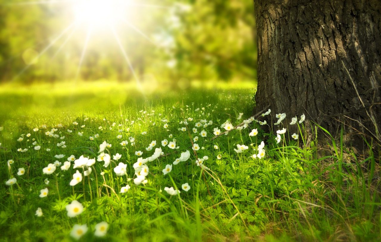 Escape the Crowds at These City Picnic Spots