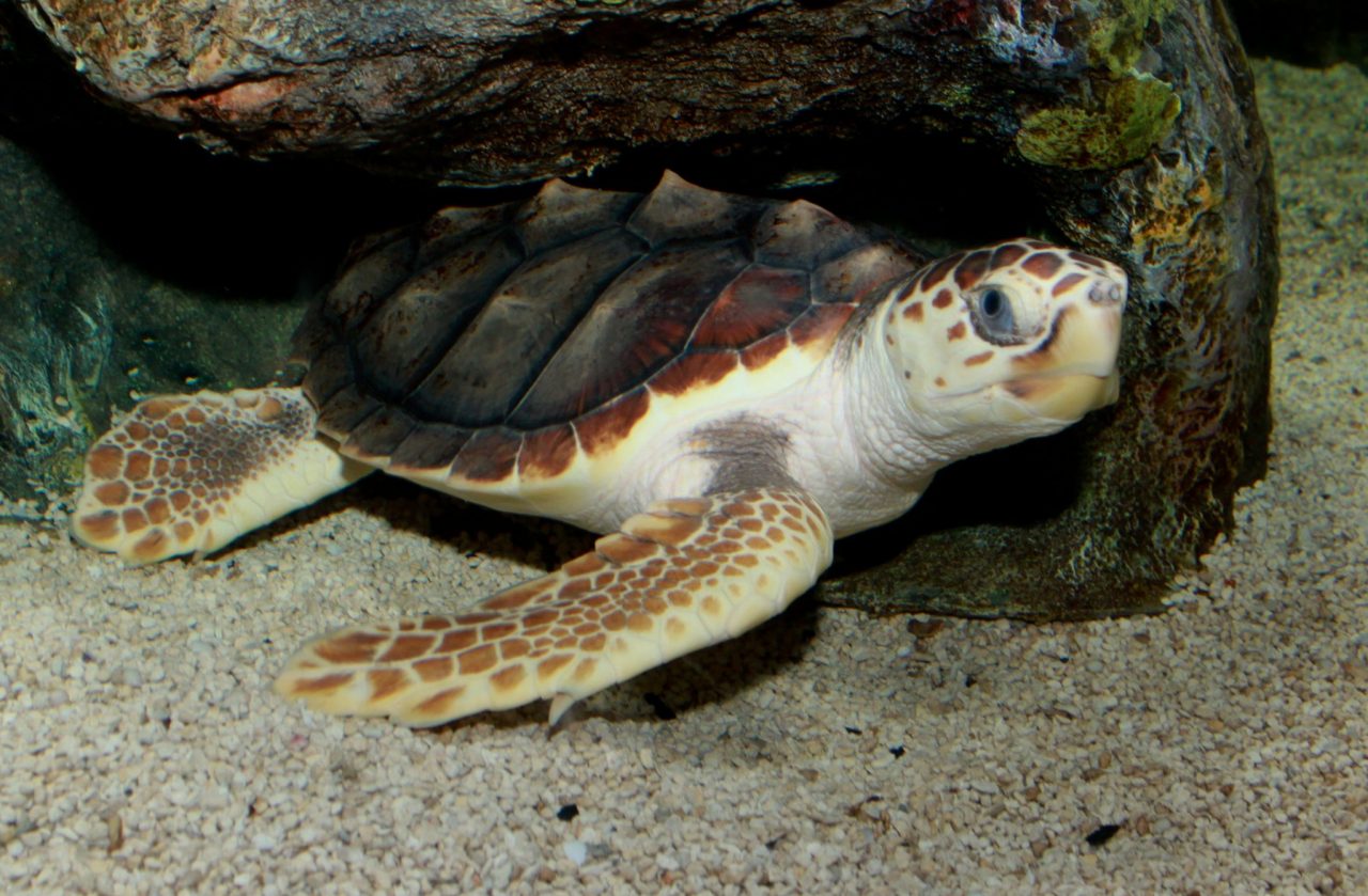 Turtle Walks
