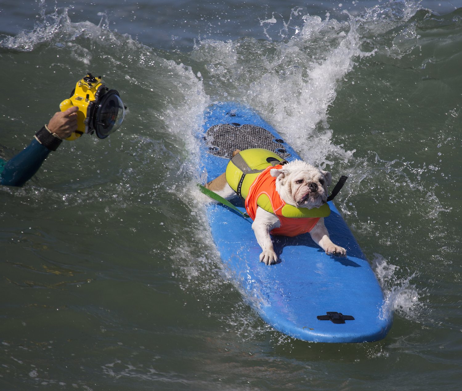 Protect Your Pup From the Summer Heat
