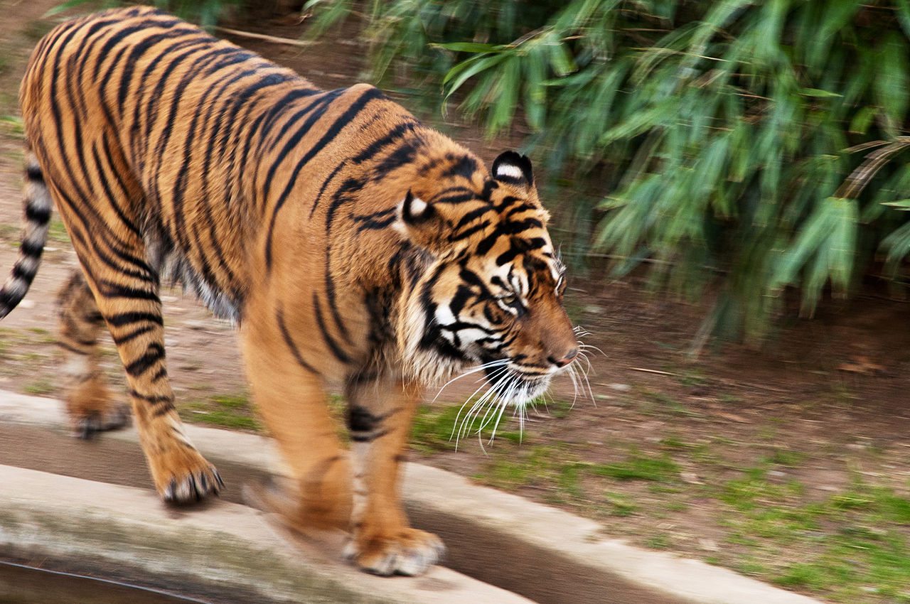 Save Money and Double the Fun at 5 Free Zoos