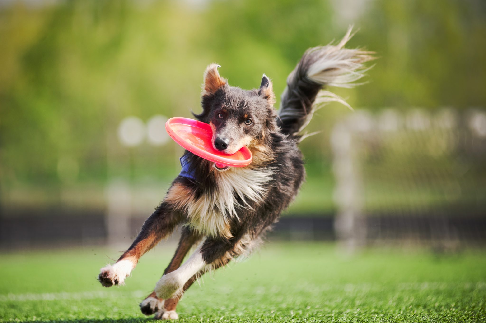 4 Dog Friendly Vacation Destinations