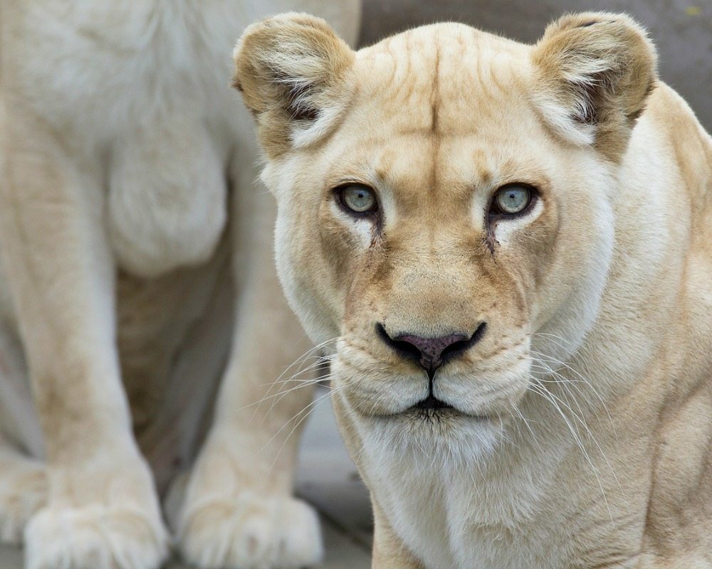 From Astrological to Zoological: 10 Must-Visit Zoos for Leos