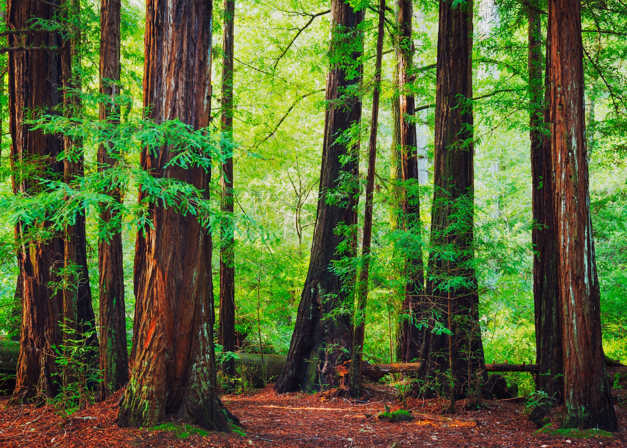 Sequoia National Park