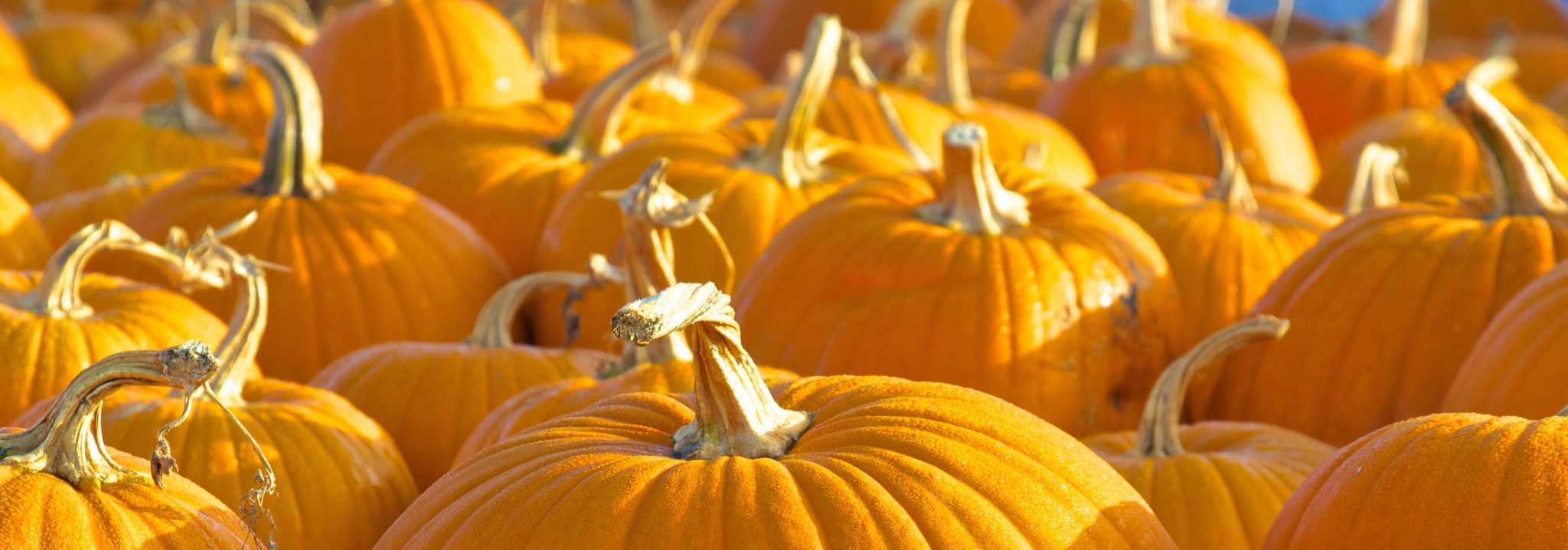 Pumpkin Everything Season