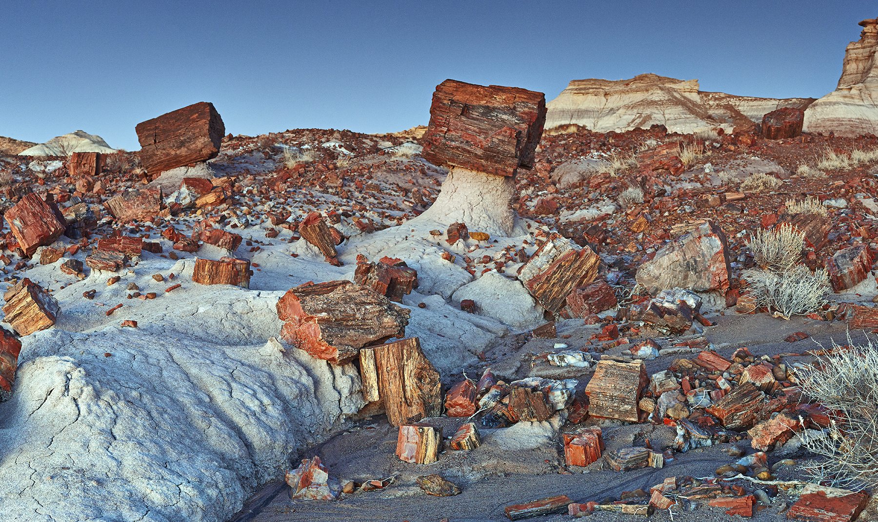 Petrified Forest National Park