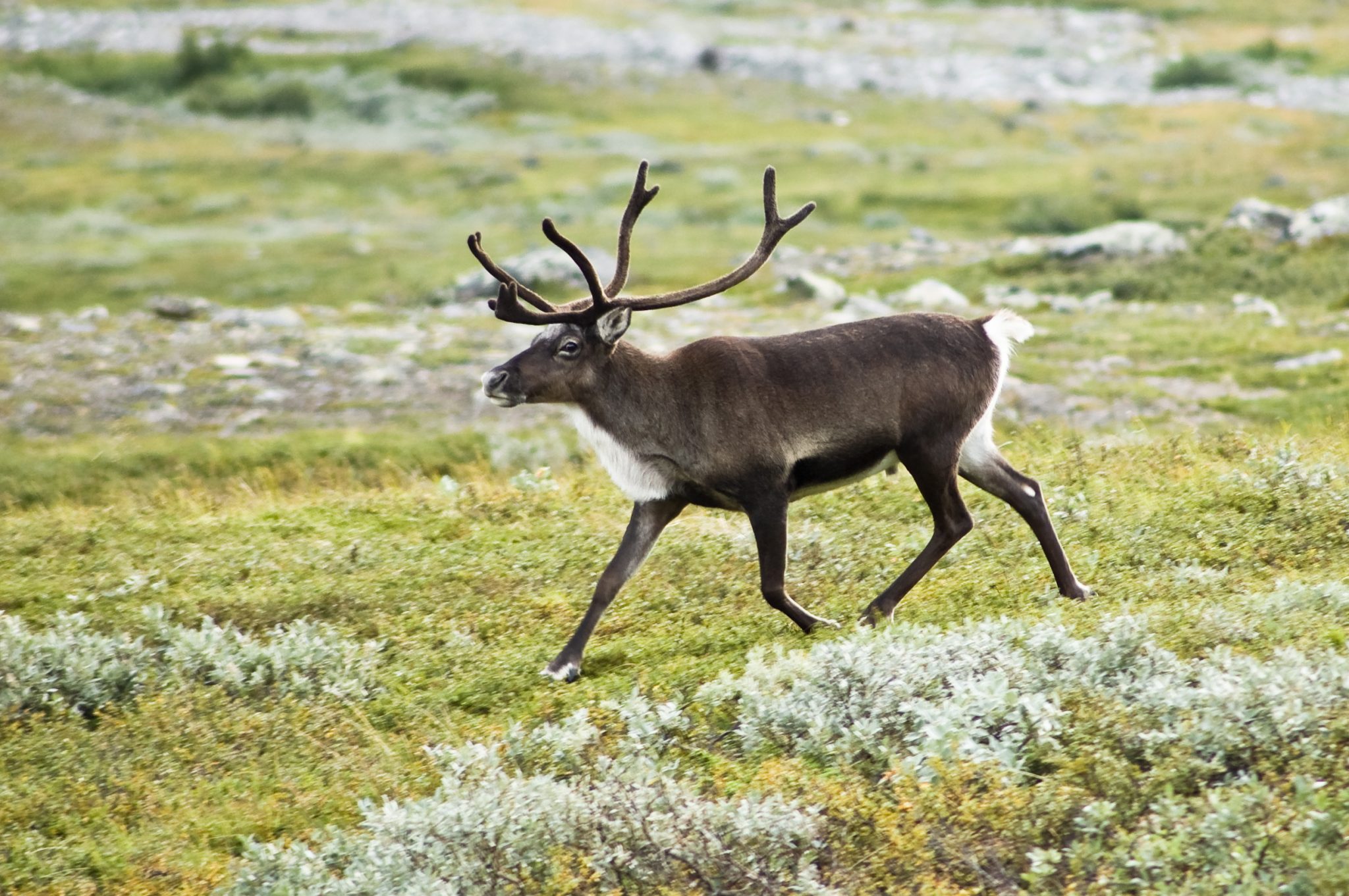 See Reindeer in the U.S.