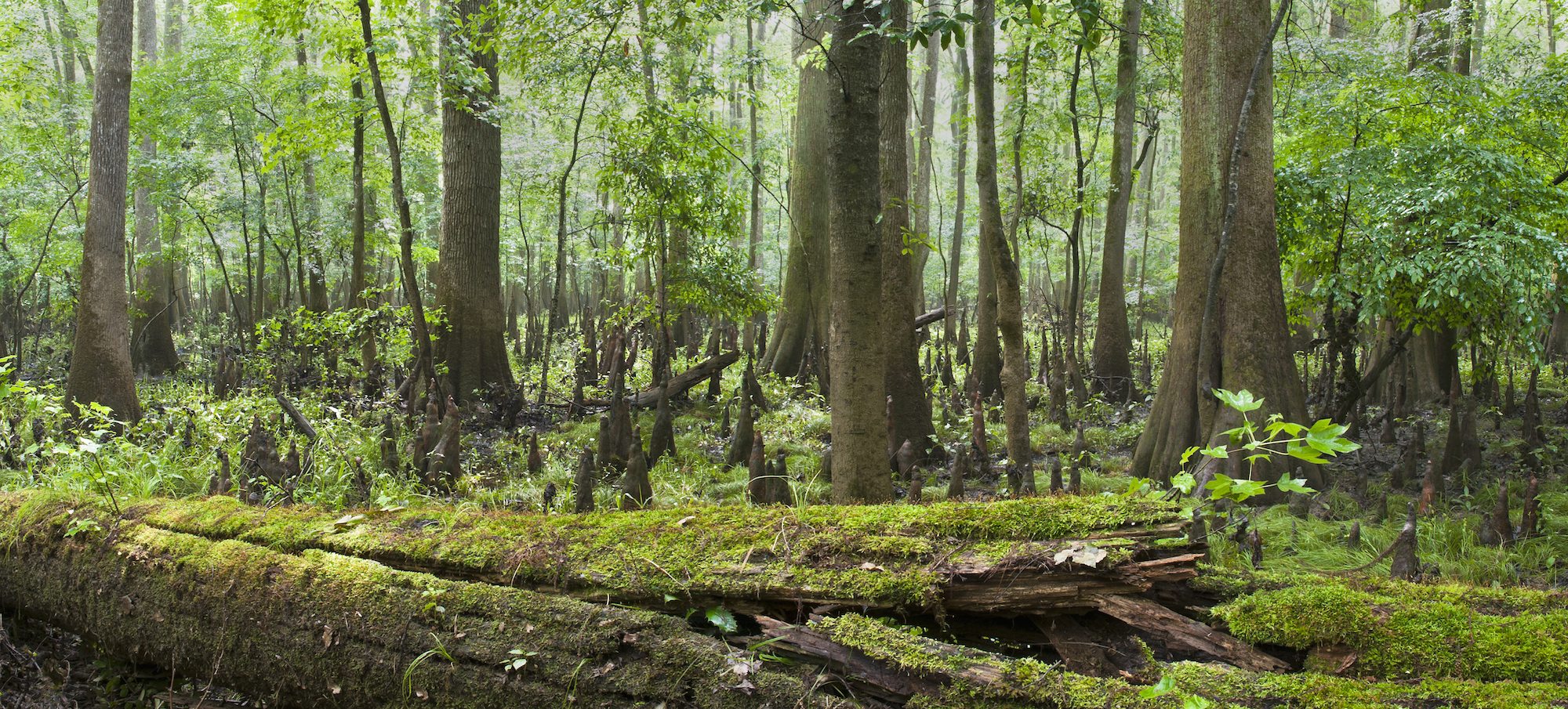 Congaree National Park