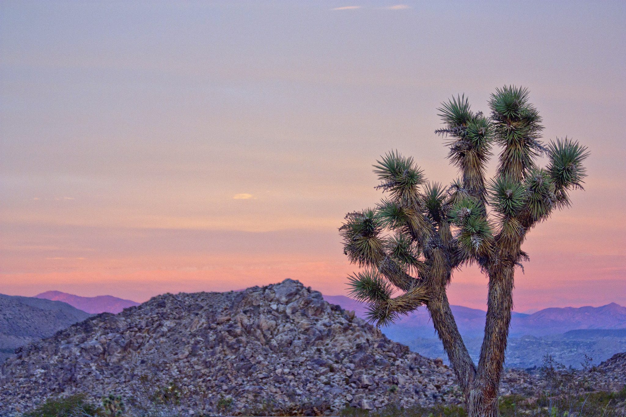 Joshua Tree National Park