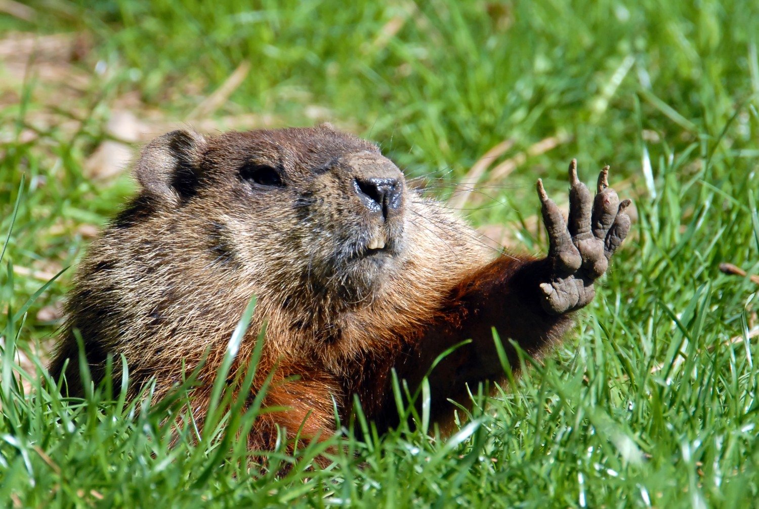 Visiting Punxsutawney, Pennsylvania