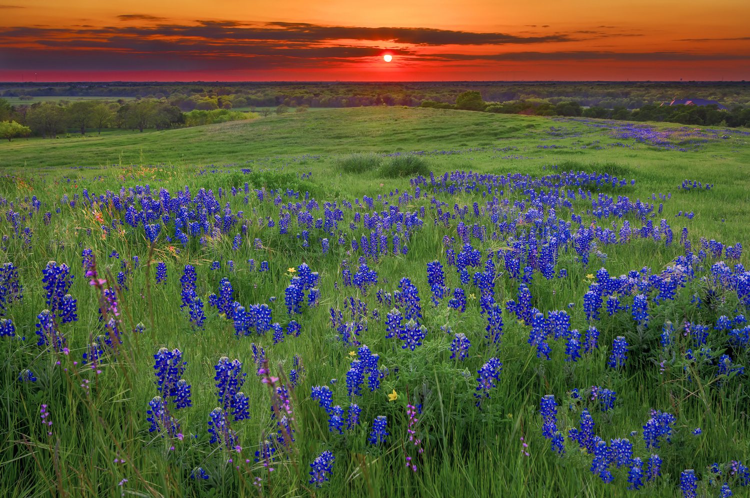 Bluebonnet Trail Road Trip