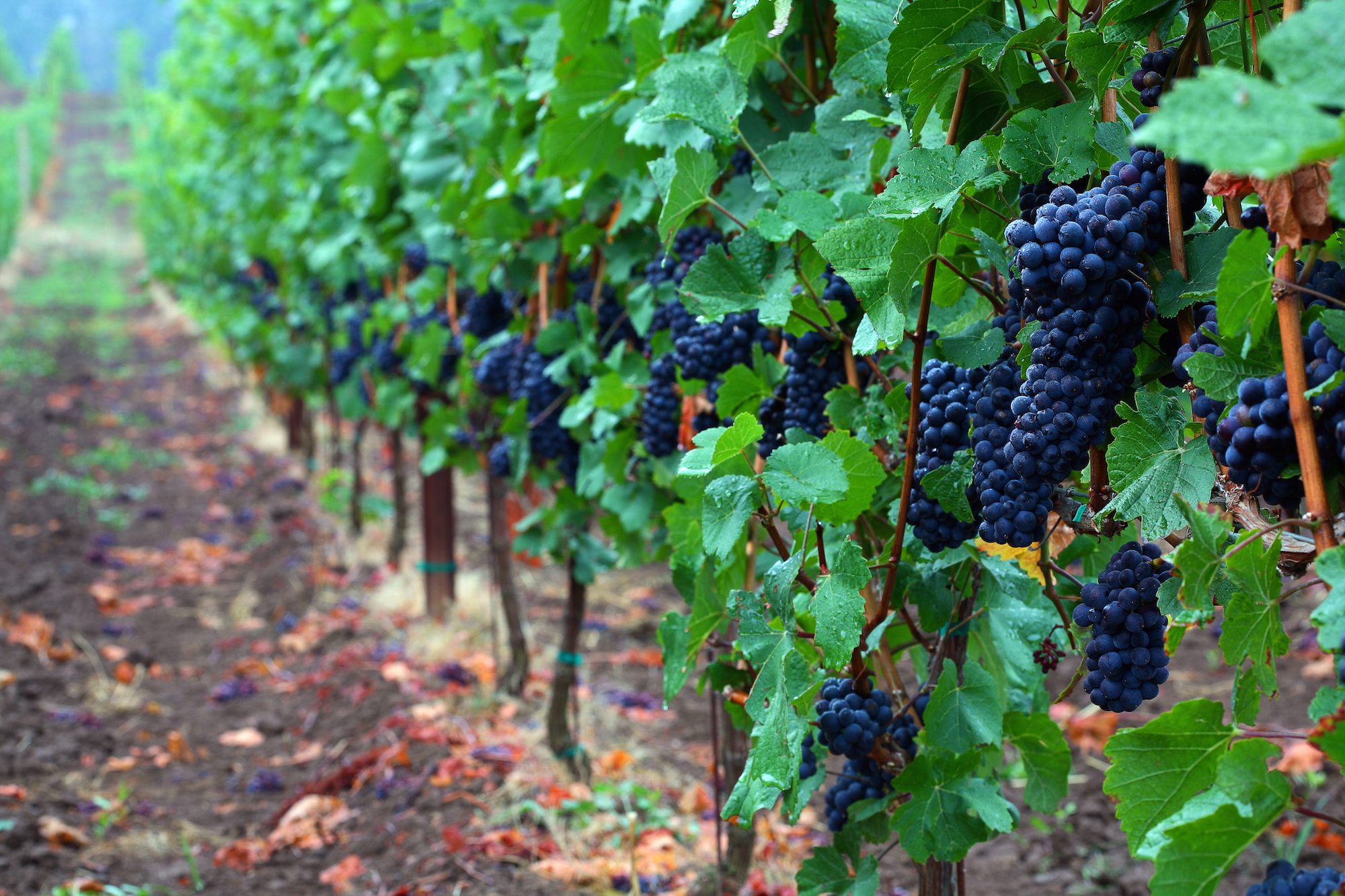 Top Wine Destinations to Savor