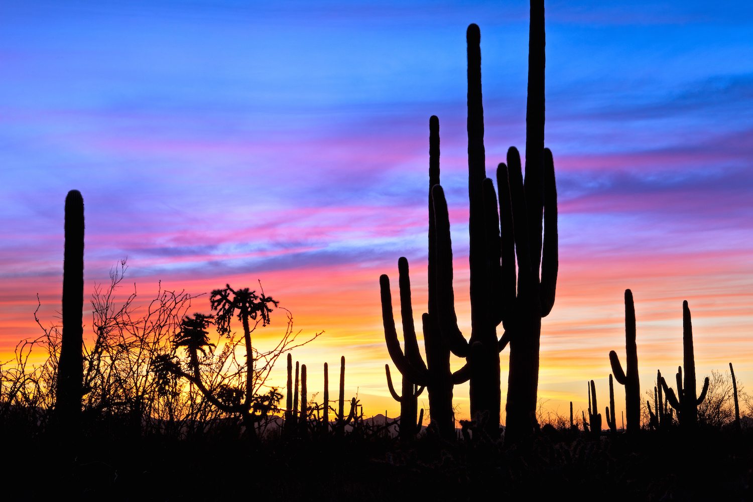 Saguaro National Park