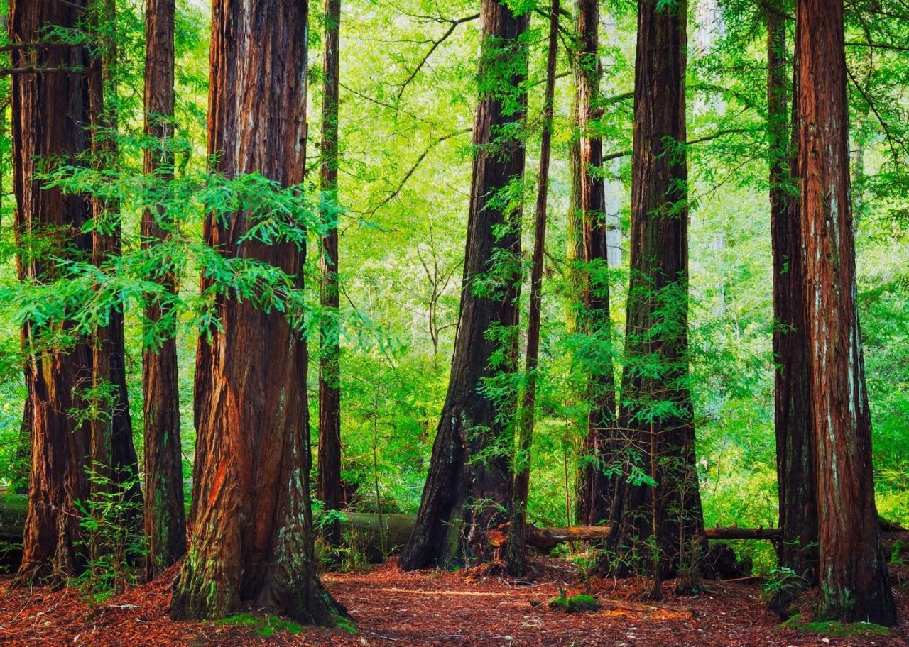 Redwood National Park