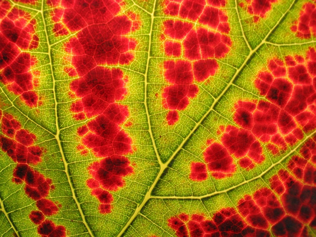 Best Fall Leaves Crafts