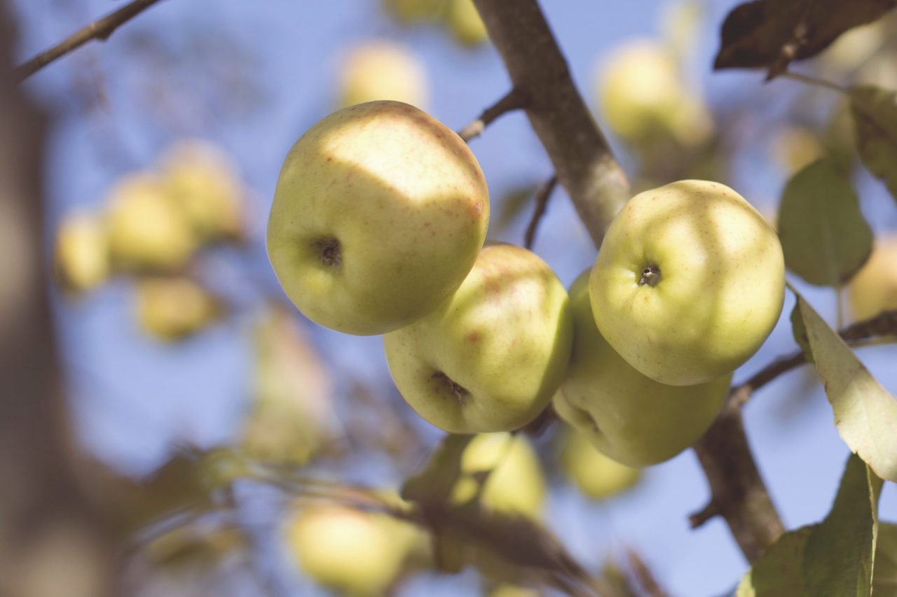 Places to Pick Your Own Fruit