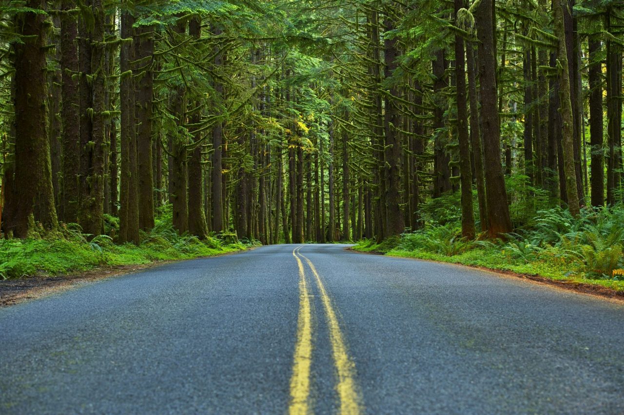 Drive the Olympic Peninsula Loop