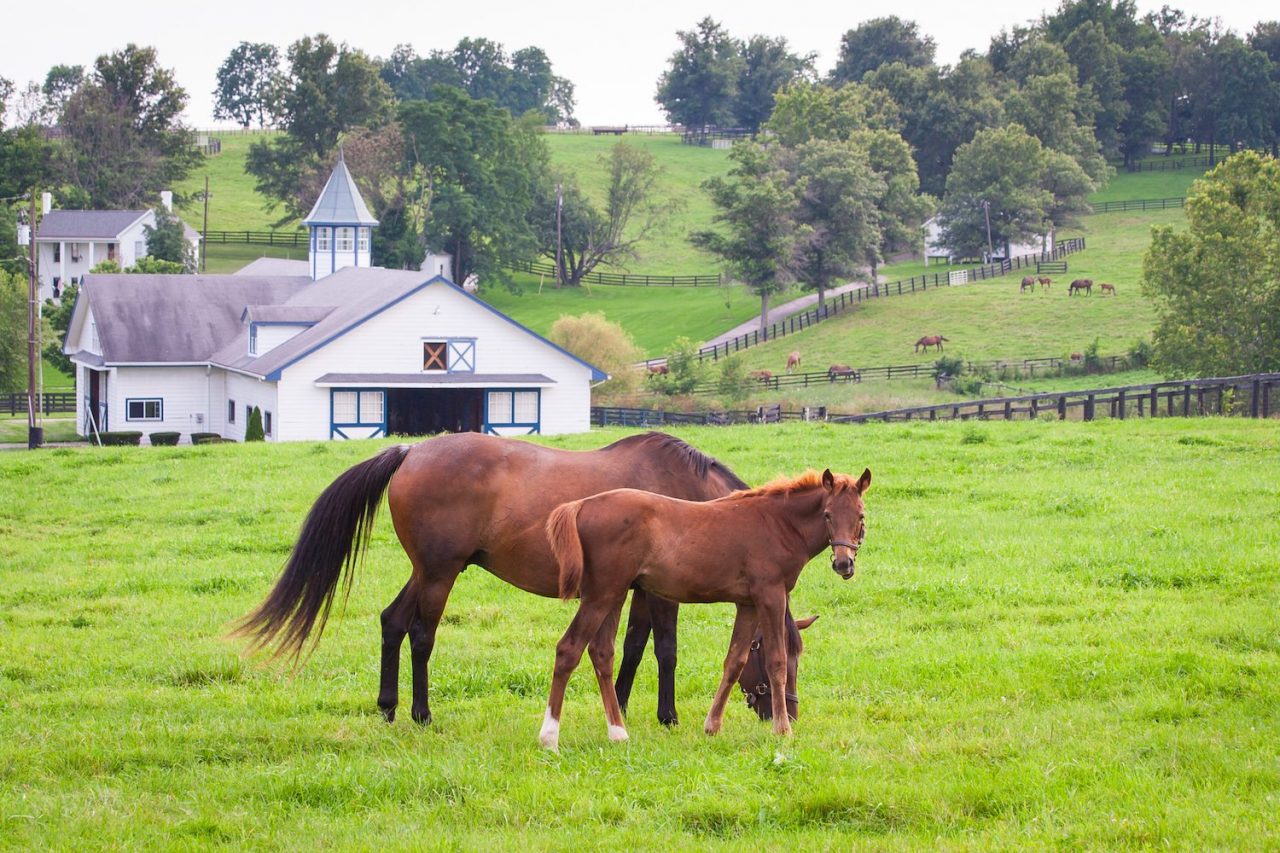 Horse Racing Destinations