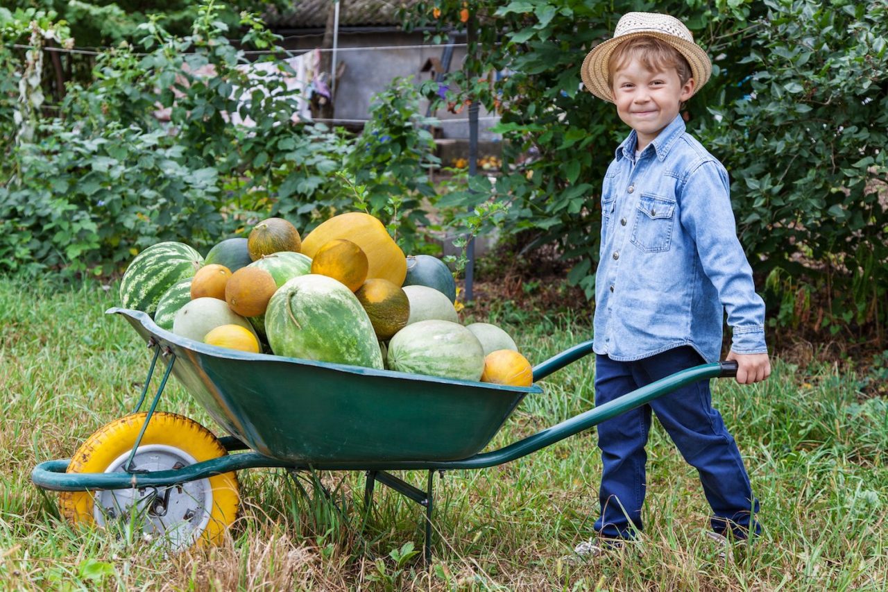 Pick Your Own Watermelon