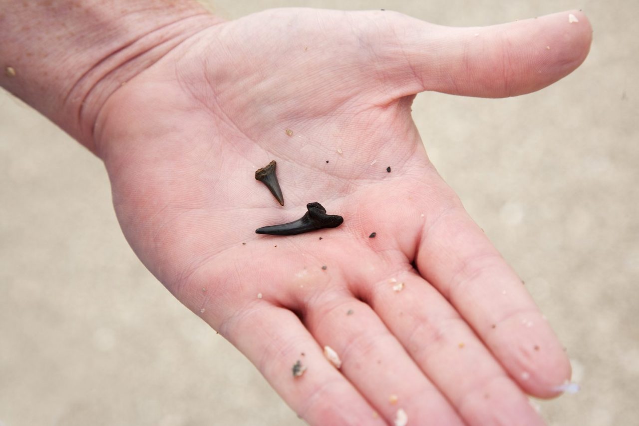 Find Sharks Teeth in Venice, Florida