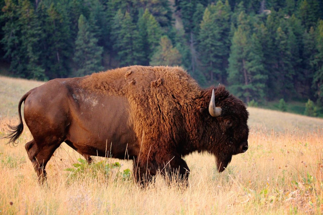 Montana Big Sky Road Trip