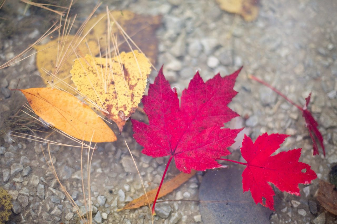 Best National Parks in Each Region During Fall