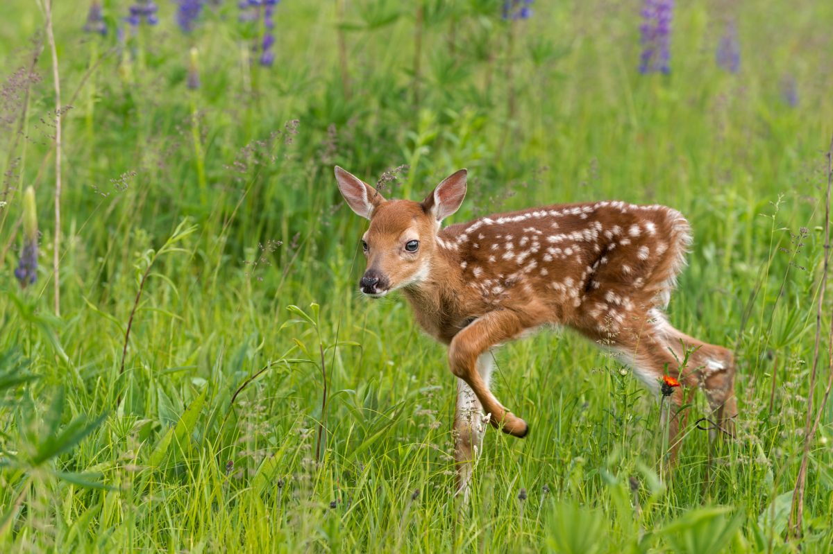 Rachel Carson National Wildlife Refuge