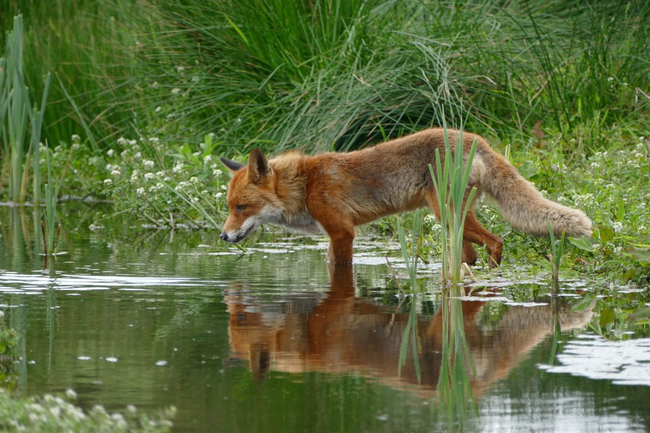 Best National Parks for Wildlife Viewing