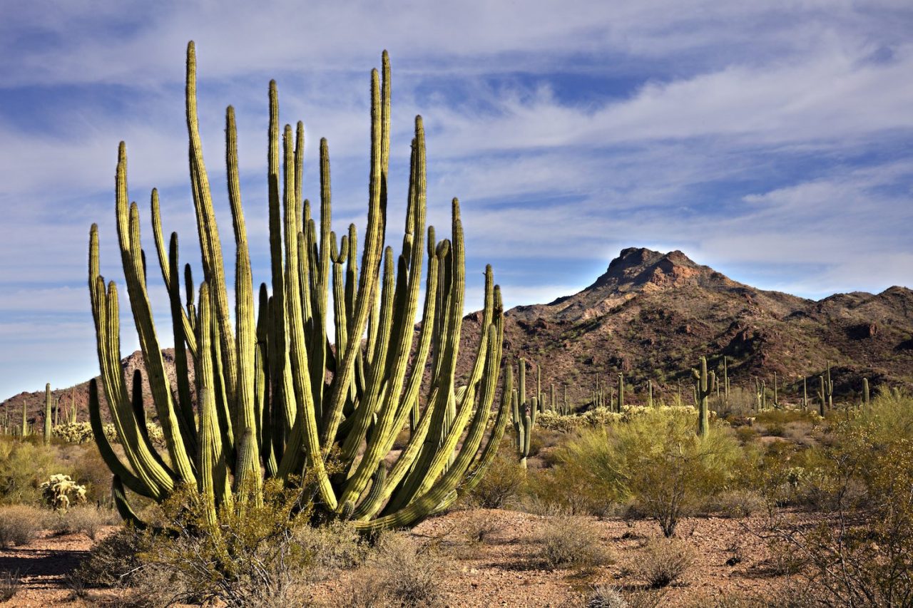 Organ Pipe Cactus National Monument