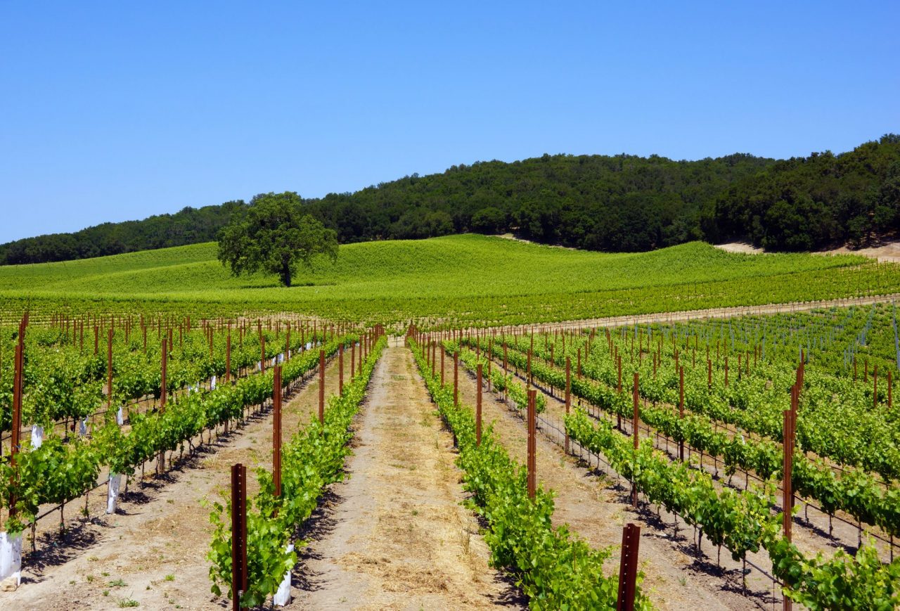 Visit Paso Robles, CA