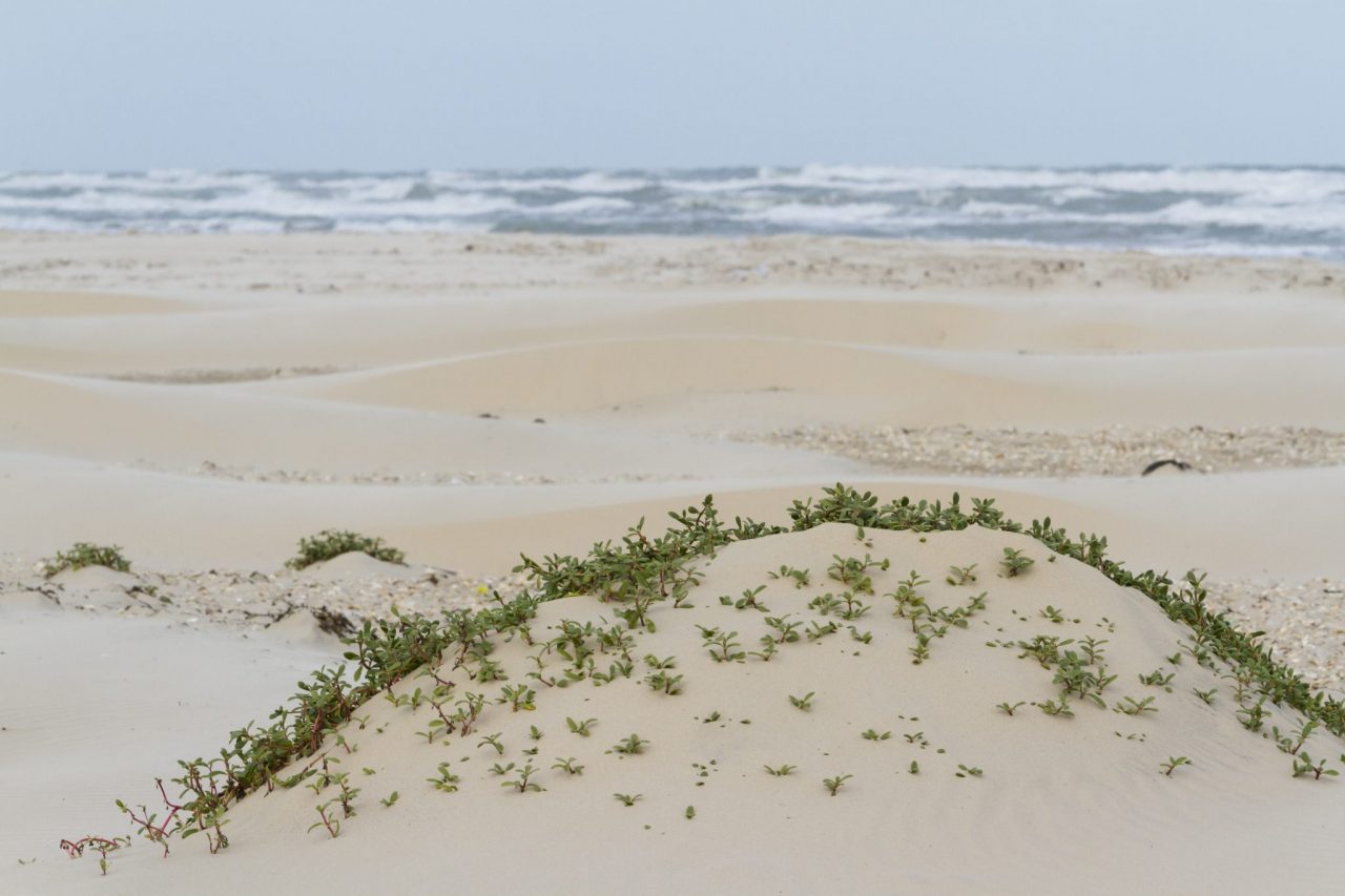 Padre Island National Seashore