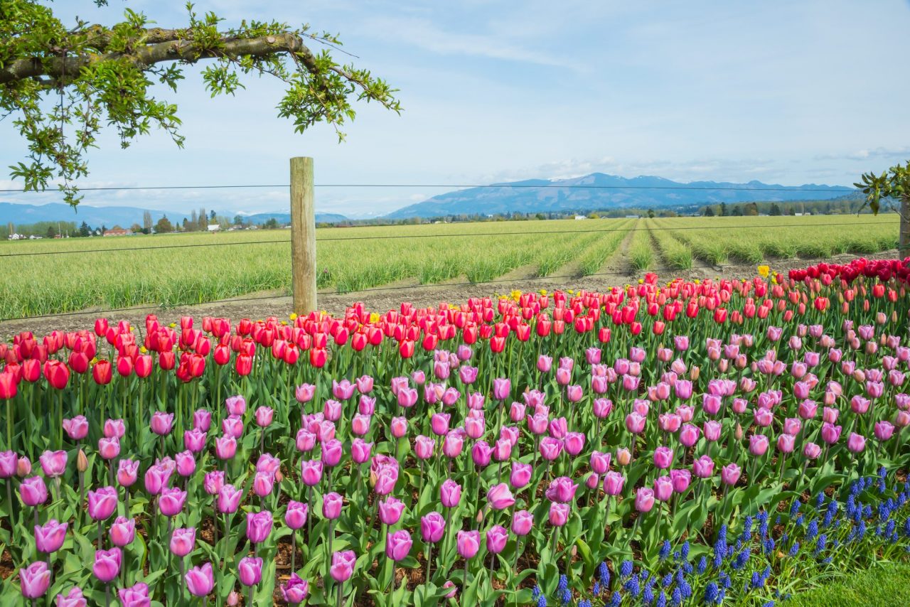 The Skagit Valley Tulip Festival
