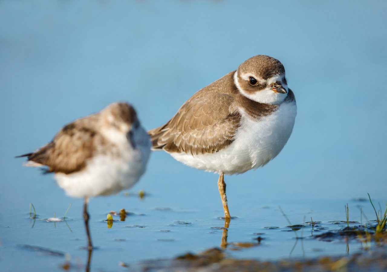 Jamaica Bay Wildlife Refuge