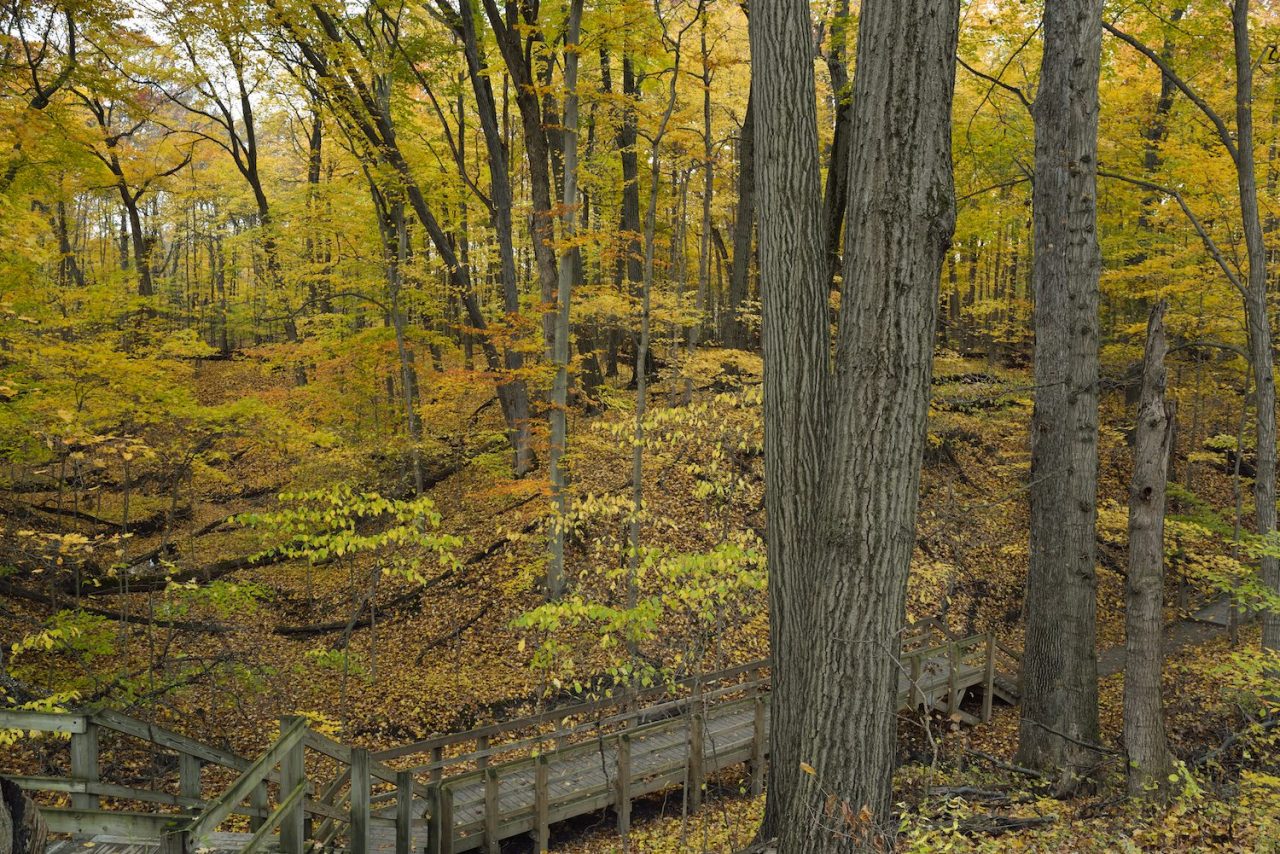 Indiana Dunes State Park