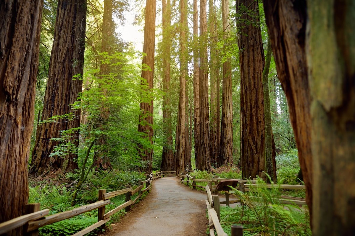 Muir Woods National Monument