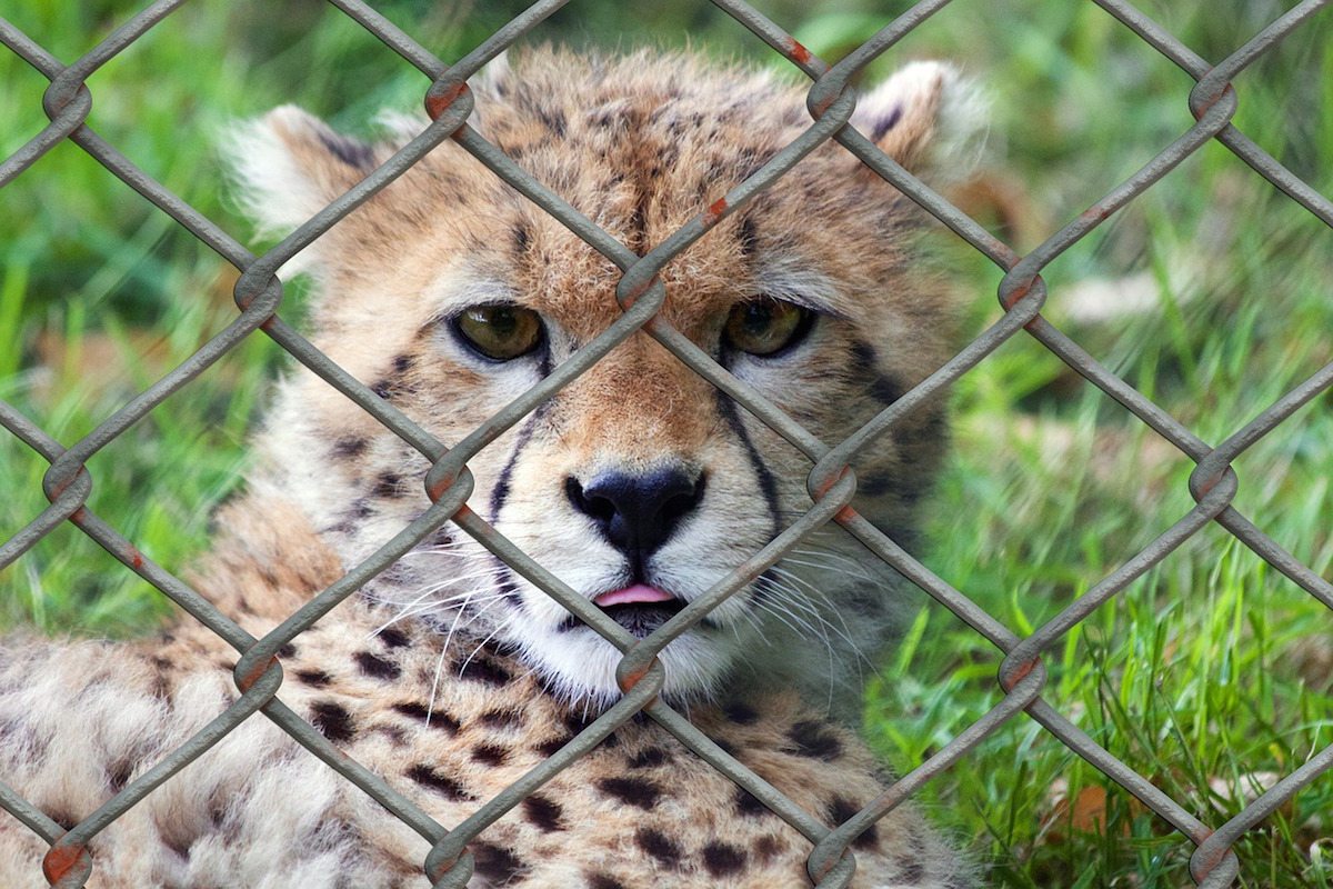 Zoo to You (Paso Robles, CA)