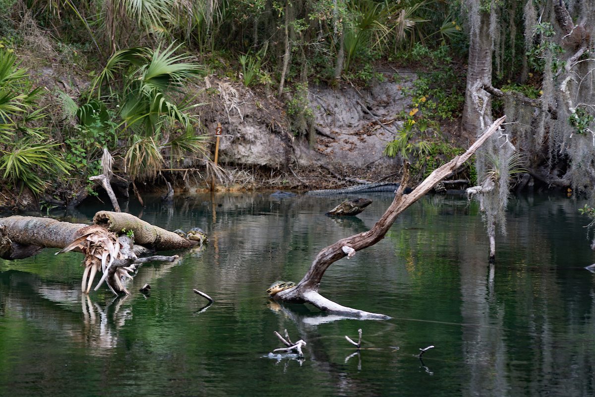 Blue Spring State Park