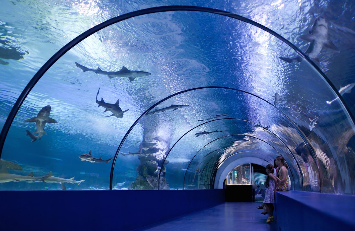 Summer of Sightseeing – Aquariums